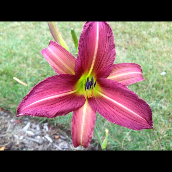 Profile Picture of Cecilia Sells (@shyvioletjewels) on Poshmark