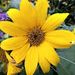 Profile Picture of srinivasan gopal (@gopsrinivasan) on Pinterest