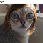 Profile Picture of Thomas Varin (@fat_cat_forever) on Instagram