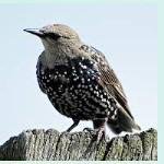 Profile Picture of Mike Starling (@mstarling50) on Instagram