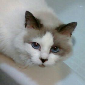 Profile Picture of Mary Stallings (@snohomar) on Pinterest