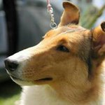 Profile Picture of Vicki Jason (@denbycollies) on Instagram