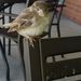 Profile Picture of Leslie Laible (@froggerlsl) on Pinterest