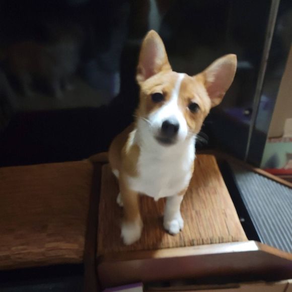 Profile Picture of Patricia Seifried (@pseifried) on Poshmark