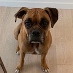 Profile Picture of Otis Ray Redding III (@princeotistheboxer) on Instagram