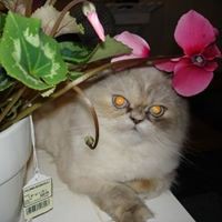 Profile Picture of Sherri Mcelroy (@sherri-mcelroy-1) on Quora