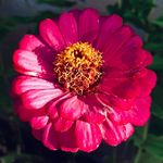 Profile Picture of Jocelyn (@jocelynsingleton) on Instagram