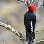 Benjamin Baeza Modiano - Instagram Profile Picture of Benjamin Baeza Modiano (@benjaminbaezamodiano) on Instagram