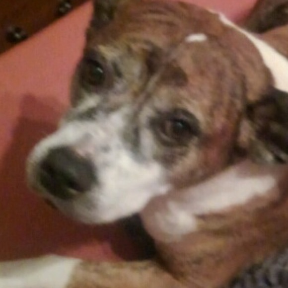 Profile Picture of Star Angier (@starisabelle19) on Poshmark