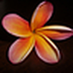 Profile Picture of Halau Hula Moani'a'ala Anuhea (@halau hula moani'a'ala anuhea) on Flickr