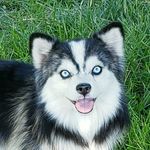 Profile Picture of Tressa Peterson (@apex_pomskies) on Instagram