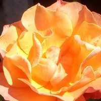 Mckenzie Jordan - Quora Profile Picture of Mckenzie Jordan (@mckenzie-jordan-3) on Quora