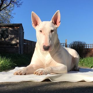 Profile Photo of N A N C Y | EnglishBullTerrier (@nancy_englishbullterrier) on Instagram