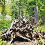 Profile Picture of Karlene Larson Yergler (@karlar1106) on Instagram