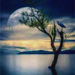 Profile Picture of Nessar Ahmad Noori (@nessar_2002) on Instagram