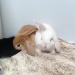 Profile Picture of Hayley (@barkerrabbits) on Instagram