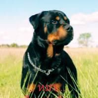 Profile Picture of Doug Feaphaendin (Super Dog) (@doug.feaphaendin.3) on Facebook