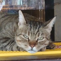 Profile Picture of Lisa Simpson (@lisa-simpson-257) on Quora