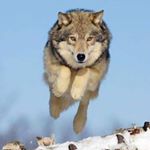 Profile Picture of Giuseppe Carbone (@gcarbone26) on Instagram