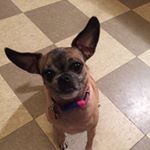 Profile Picture of Eva Sutton🌈 (@evathedivapug) on Instagram