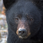 Profile Picture of Joshua Wolfe (@JoshuaWolfe) on Flickr