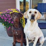Profile Picture of Adventures_of_Hank_&_Kimber (@adventures_of_hank_) on Instagram
