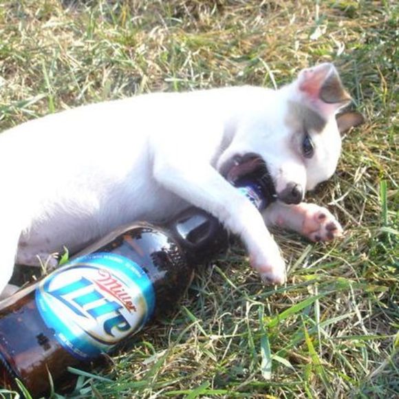 Profile Picture of John Apruzzese (@apps263) on Poshmark