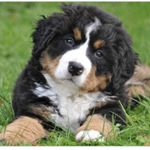Profile Picture of Steve The Berner (@stevetheberner) on Instagram