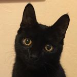 Profile Picture of Julia Prentice (@juliasussex) on Instagram