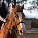 Profile Picture of thomas_equine (@thomas_equine) on Instagram