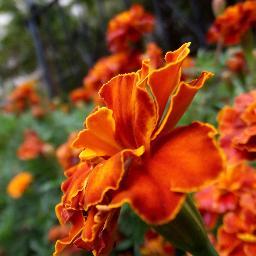 Profile Picture of Apeksha Tripathi (@_peksh_) on Twitter