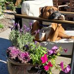 Profile Picture of maureen parsons (@parsonsgardensaz) on Instagram