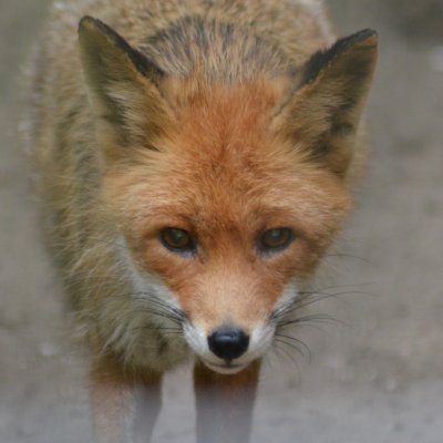 Profile Picture of Daniel Reineke (@daniel_reineke) on Twitter