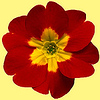 Profile Picture of primrose design (@primrose design) on Flickr