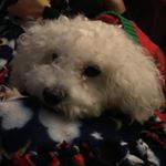 Profile Picture of Yvette Collazo (@mrs_collazo) on Instagram