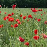 Profile Picture of Siegfried Jordans-Allenstein (@pictureofsiggi) on Instagram