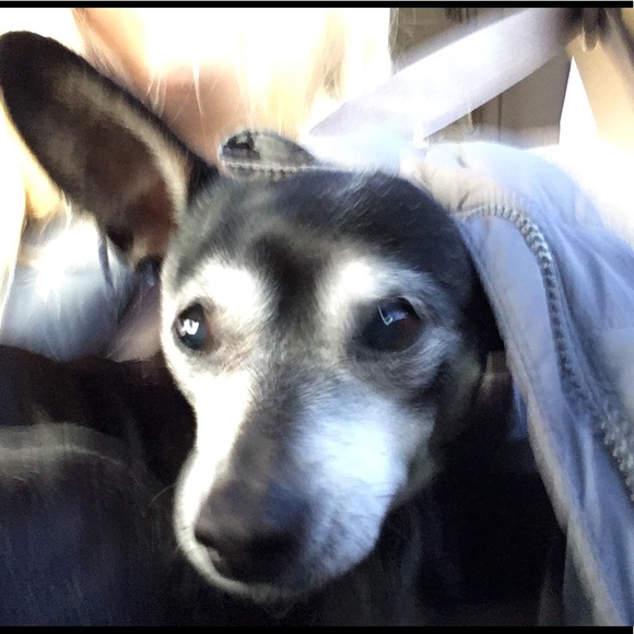 Profile Picture of Morgan Baumgartner (@turtle_girl08) on Poshmark