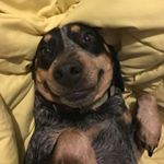 Profile Picture of lil yaphe (@shake.that.yaphe.taffy) on Instagram
