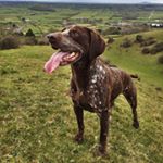 Profile Picture of Dave (@dave_thepointer) on Instagram