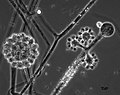 Profile Picture of Cunninghamella echinulataon Wikipedia