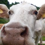 Profile Picture of martin balmelli (@martinbalmelli) on Instagram