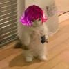 Profile Picture of Chris_lei16 (@chrisleidelacruz8) on Tiktok