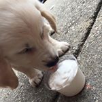 Profile Picture of Oliver Egelanian (@oliverthefriendlydog) on Instagram