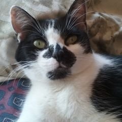 Profile Picture of Kim Reagan (@alphafmwolf) on Twitter