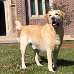 Profile Picture of Kate Mancini (@sully_bears_mom) on Instagram