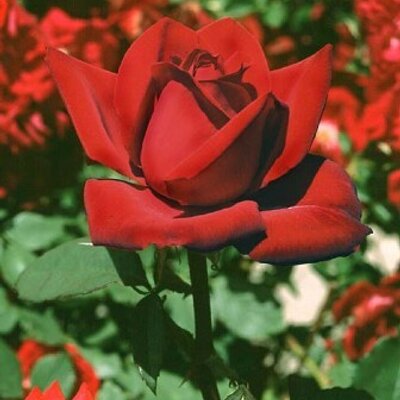 Profile Picture of Rose Aviav (@rose098765) on Twitter