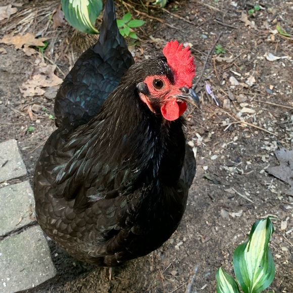 Profile Picture of Kenneth Rossi (@kenneth_rossi) on Poshmark