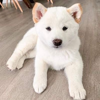 Profile Picture of Vaughn Godwin Wong (@vaughn_wong) on Twitter