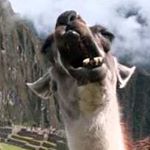 Profile Picture of Matthew Barbarino (@yellingllamas) on Instagram