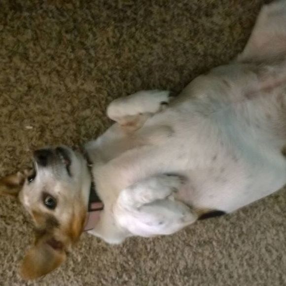 Profile Picture of Derek Dennis (@oldphatdad) on Poshmark